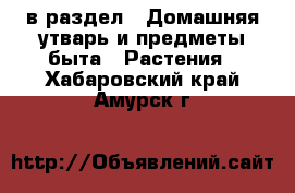  в раздел : Домашняя утварь и предметы быта » Растения . Хабаровский край,Амурск г.